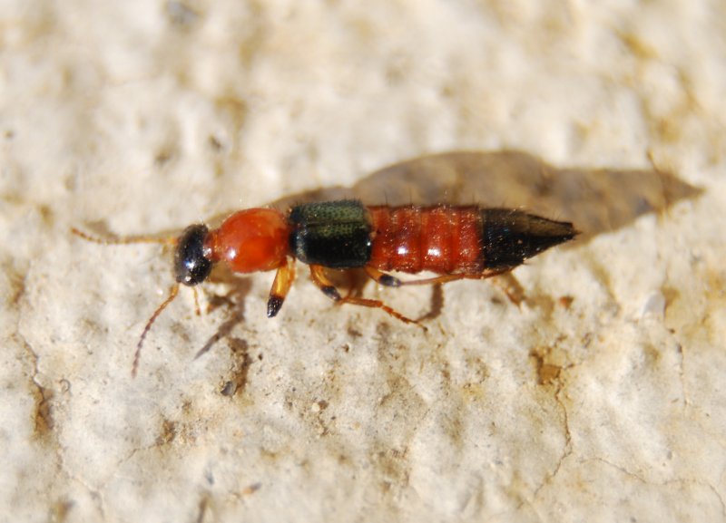 Staphylinidae